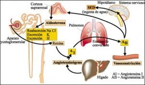 Infografía pulmones