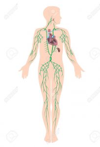 Gráfica sistema linfático