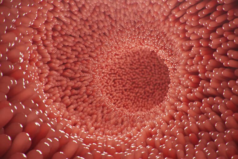 Donde estudiar un curso de microbiota y ser un experto en salud intestinal