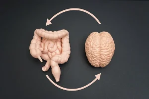 Representación conceptual del eje intestino-cerebro. Muestra un modelo anatómico del intestino y el cerebro conectados por flechas circulares, simbolizando la comunicación bidireccional entre el sistema digestivo y el sistema nervioso central.