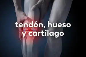 Comparativa de la capacidad regenerativa de hueso, tendón y cartílago